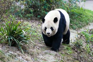 1胜1平，西蒙尼治下马竞第五次单赛季西甲对阵皇马保持不败